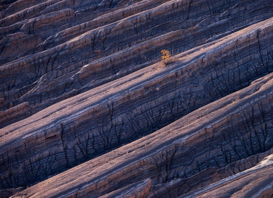 An aerial view of a striated hillside with a single small tree on a ridge